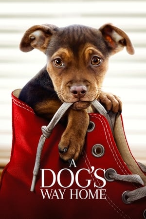 A Dogs Way Home (2019) Hindi Dual Audio [900MB] Movie Poster